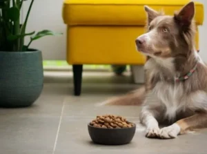 Eurazeo in Exclusive Talks with Inspired Pet Nutrition to Sell Stake in Ultra Premium Direct