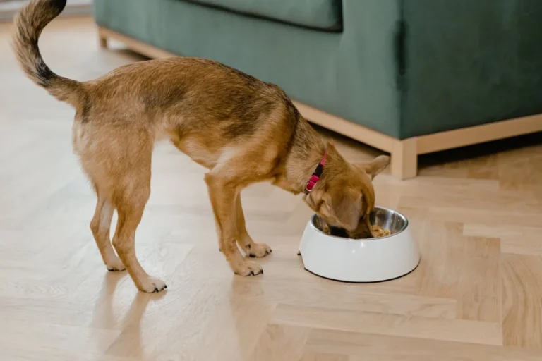 The Pets Table Launches Nutritious Air-Dried Dog Food at PetSmart Stores Nationwide