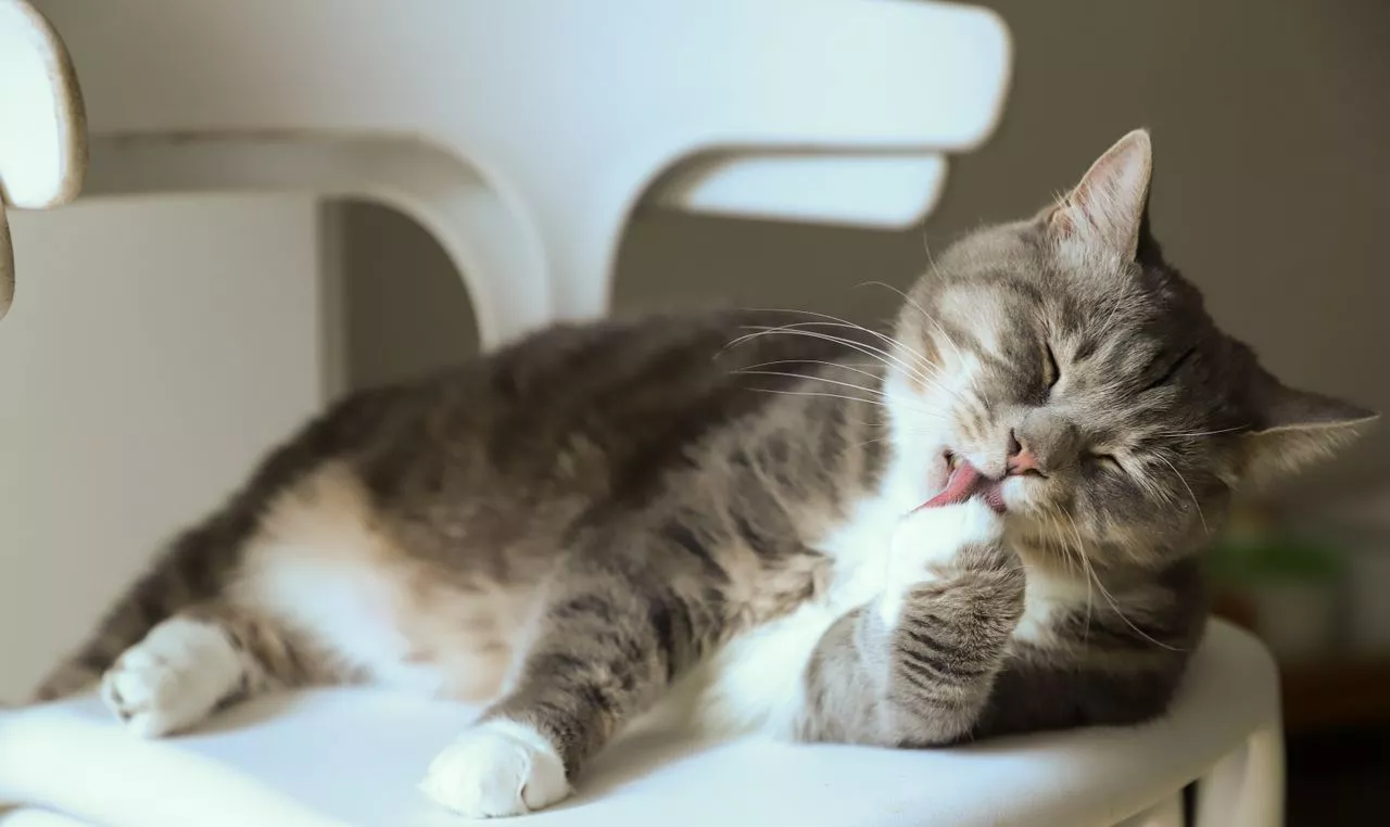 Comfort Zone Launches Cat Calming Mousse to Support Everyday Stress Relief