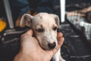 Tractor Supply Customers Support Shelter Pets Through “Relief for Rescues” Fundraiser